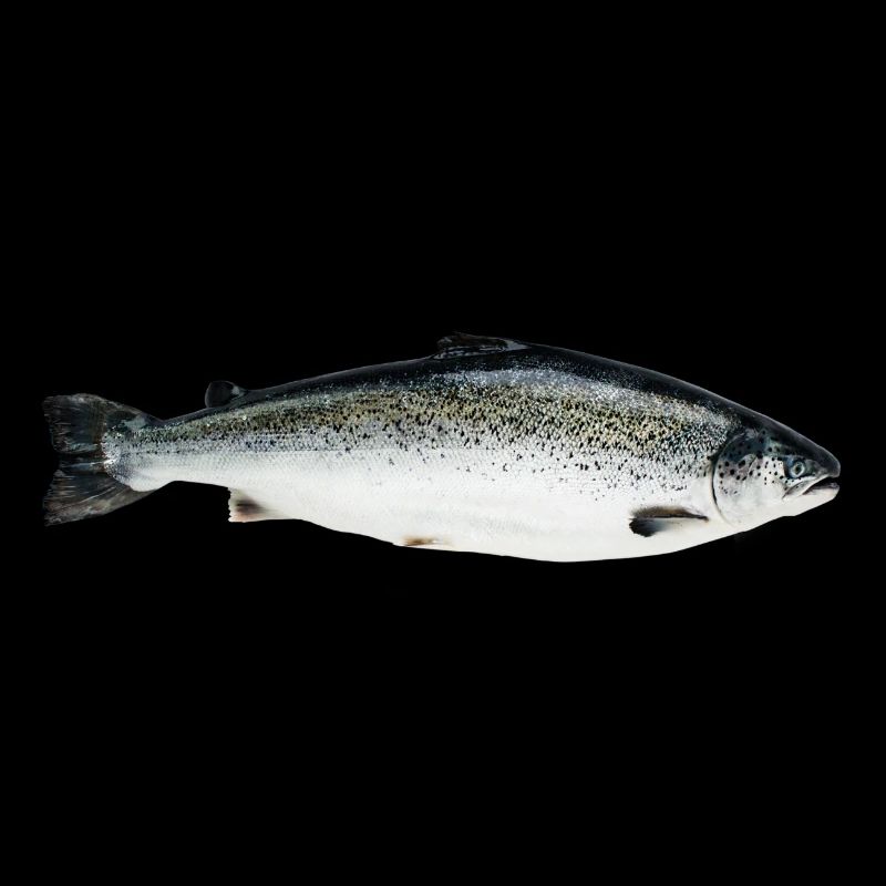 salmon