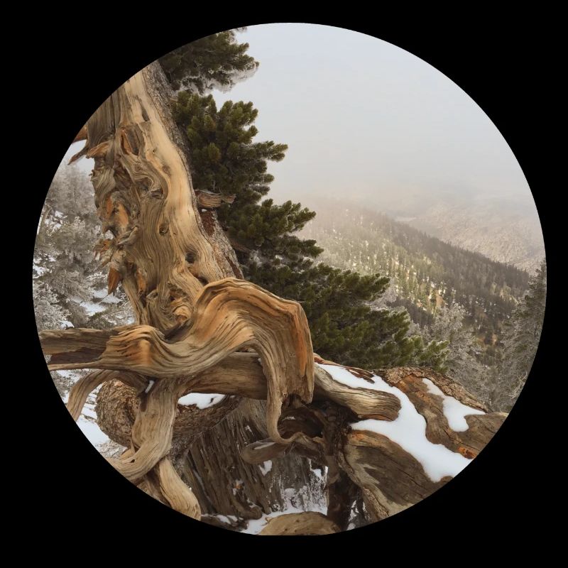 old gnarled tree on the Pacific Crest Trail