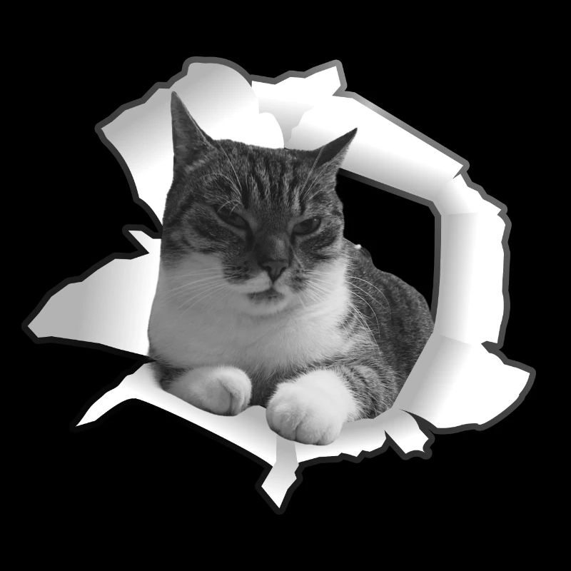 Chat mignon de Loch Cat Friend