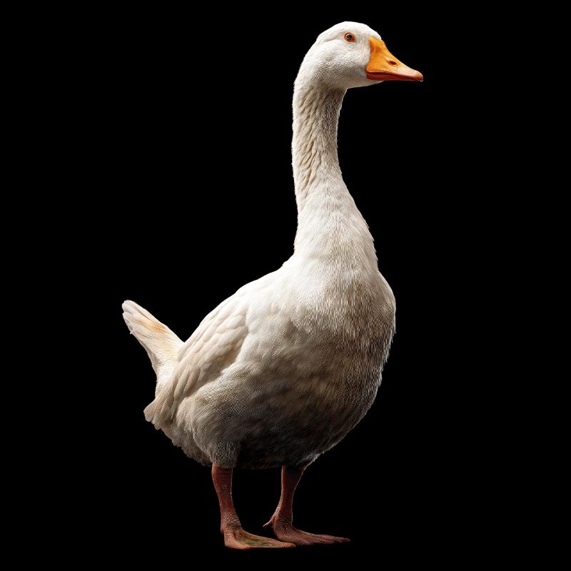 Goose Cute Goose Chicks Goose Chick Duck Small Geese