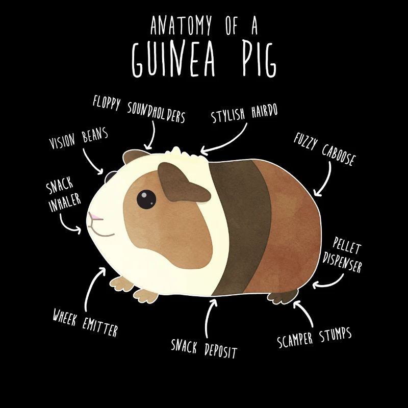 Anatomie des cochons d’Inde