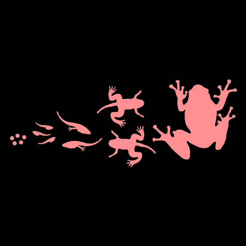 évolution-grenouille