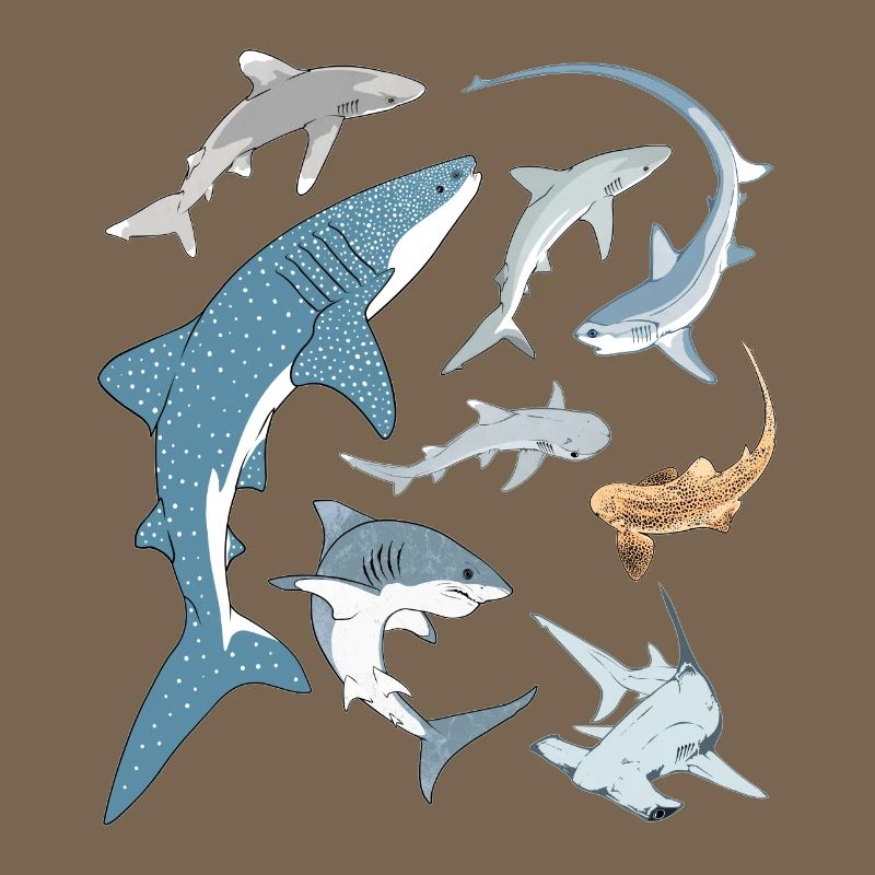 Types de requins Espèces de requins