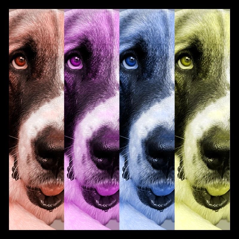 4 faces of trust