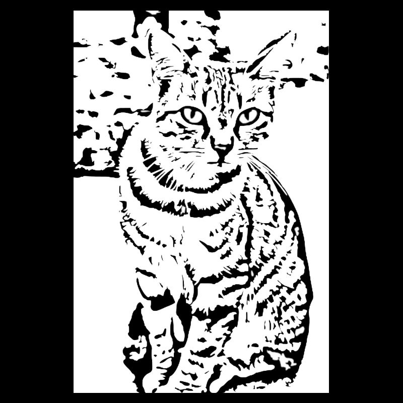 Chat noir et blanc