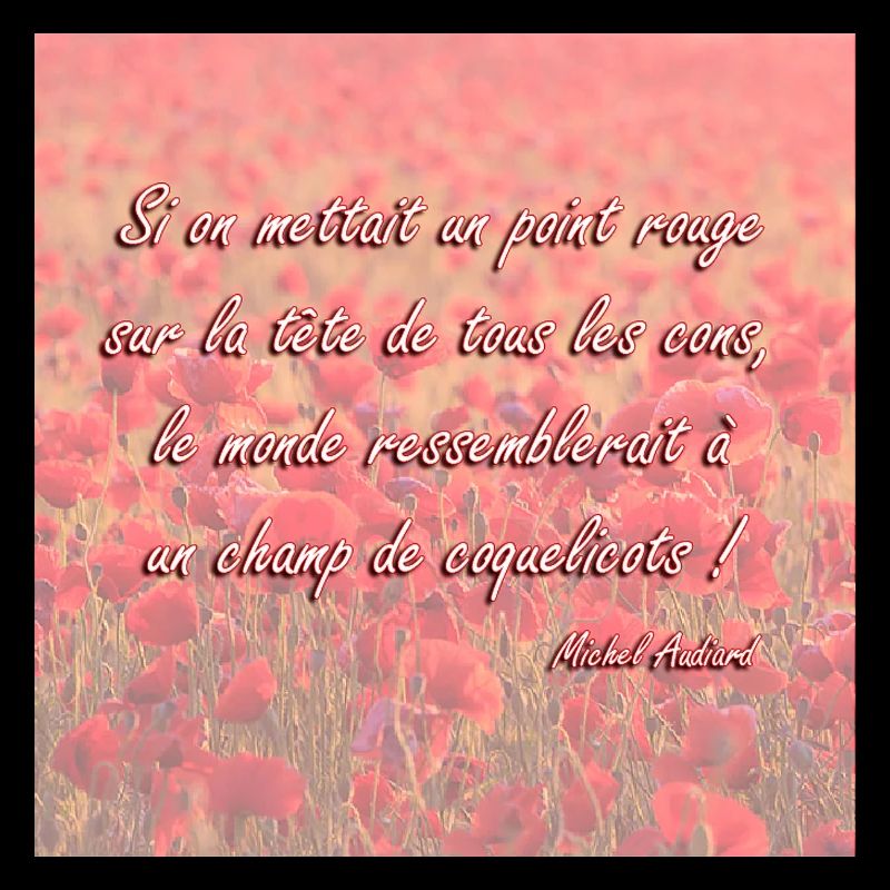 Champs de coquelicots