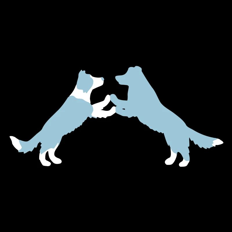 dog dancing Border Collies