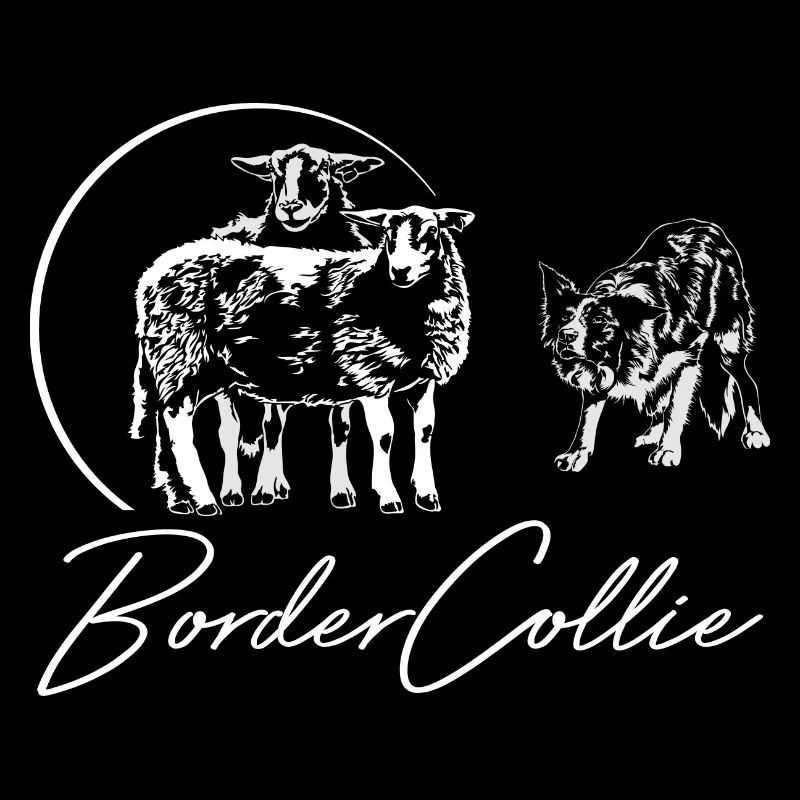 BORDER COLLIE herding dog sheep