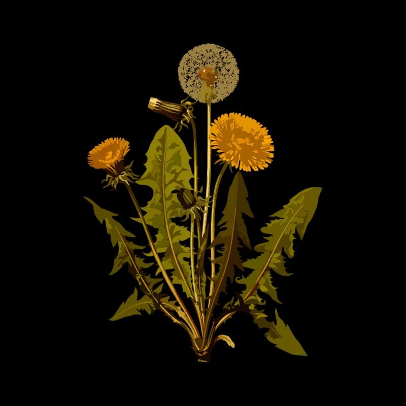 dandelion