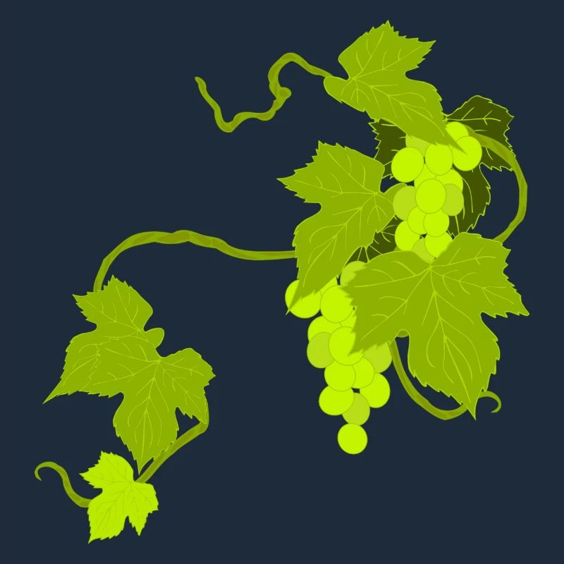 vignes