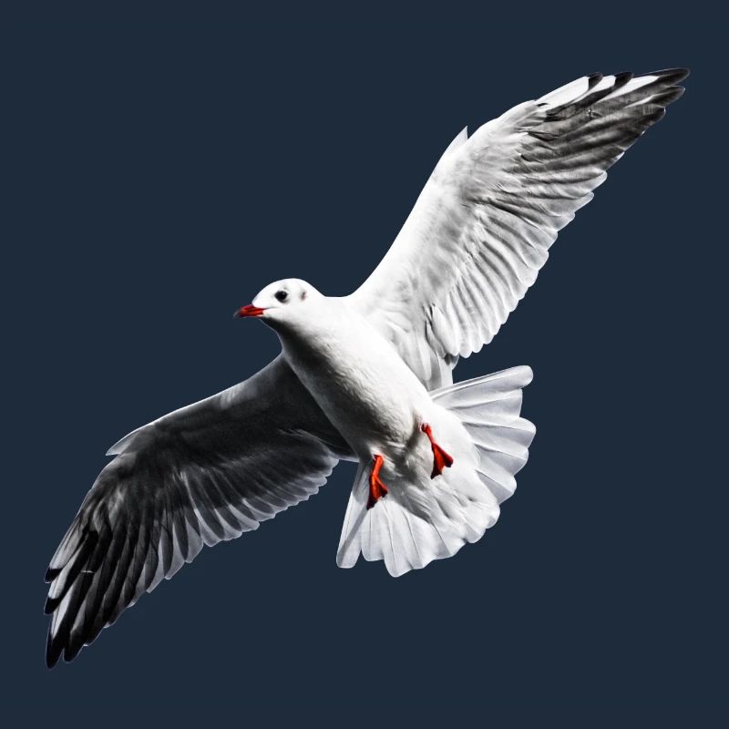 Möwe Shirt