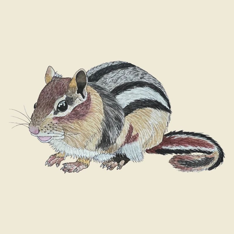 Chipmunk Chipmunk Cheek Squirrel Burunduk