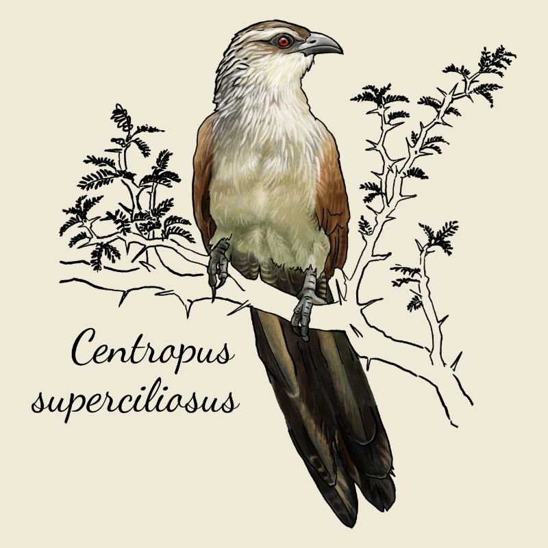 Coucou blanc-brun - Centropus superciliasus