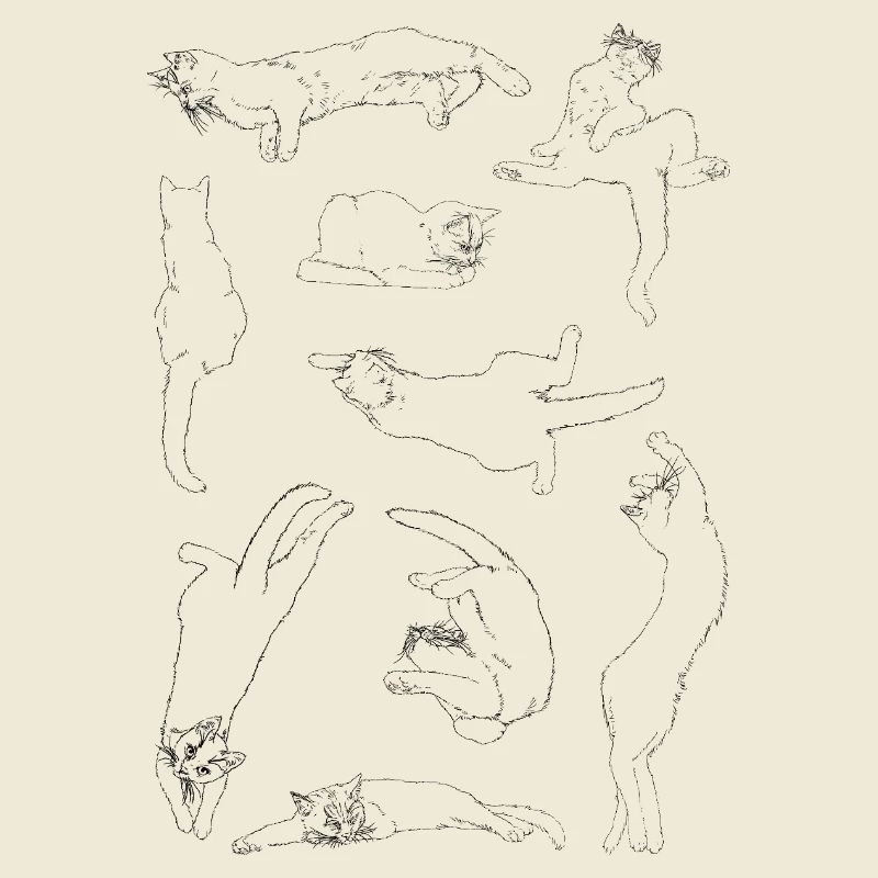 Anatomie du chat