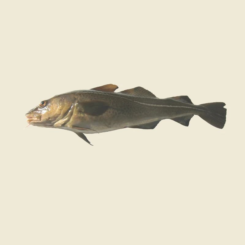 cod