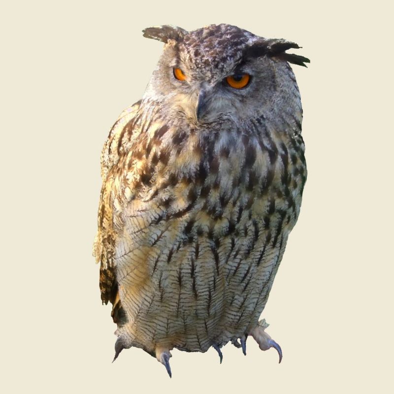 Eule