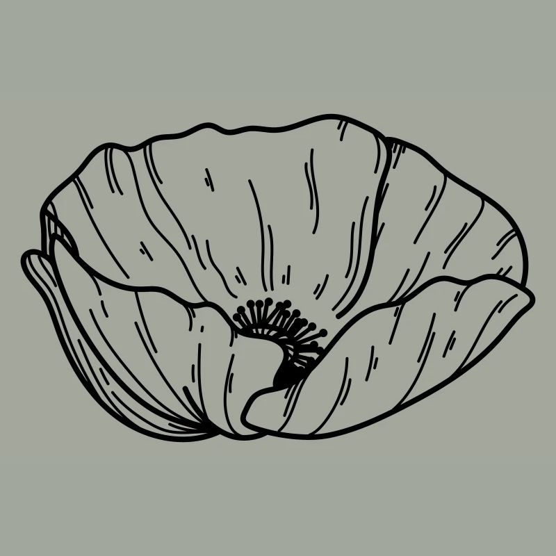 Mohn Blume