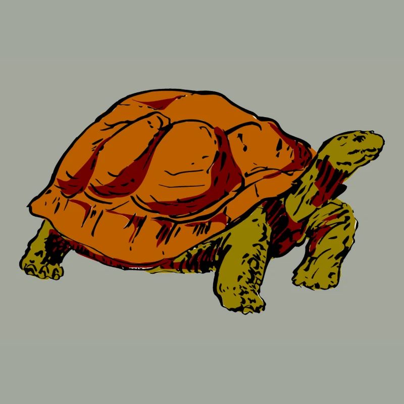 tortue