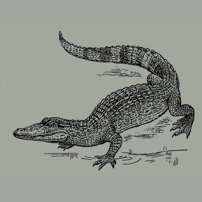 Kroko 58