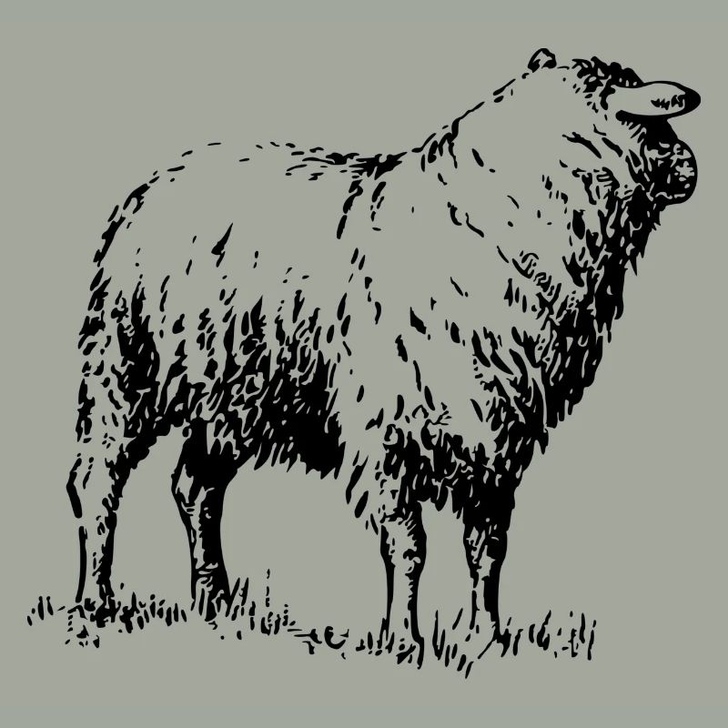schaf