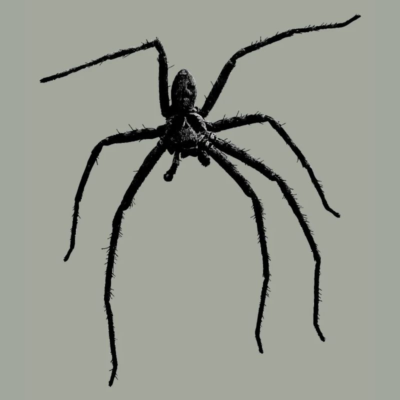 Spider / Black Widow + Skull with spider phobia