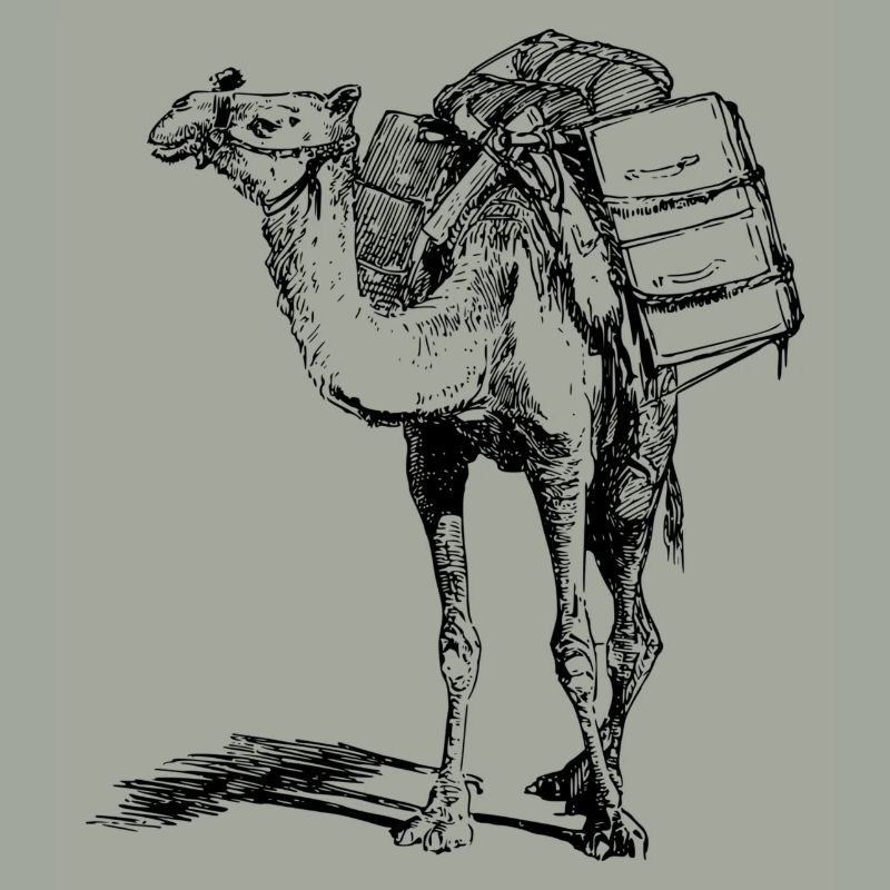 Kamel
