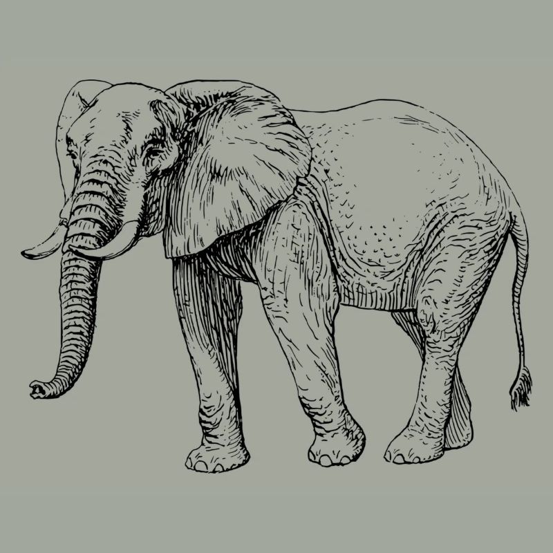 Elefant