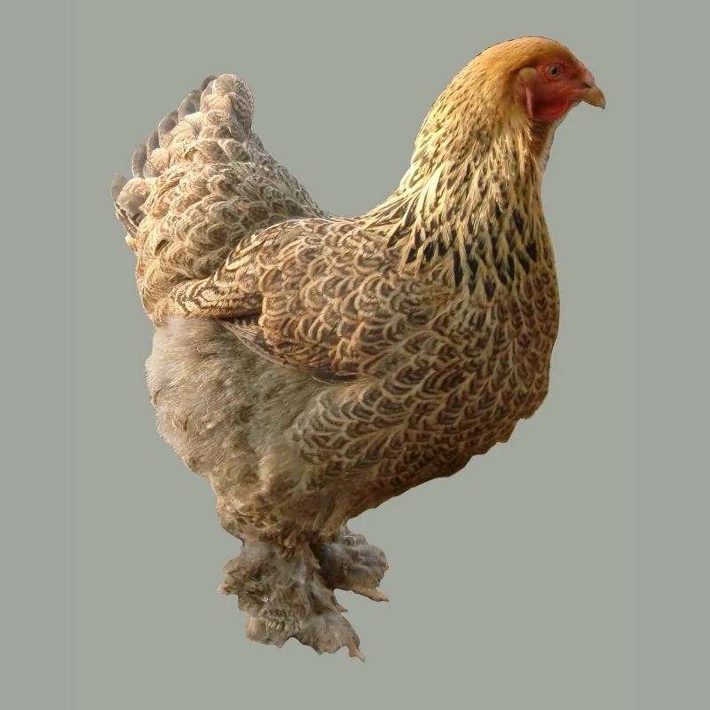 Huhn