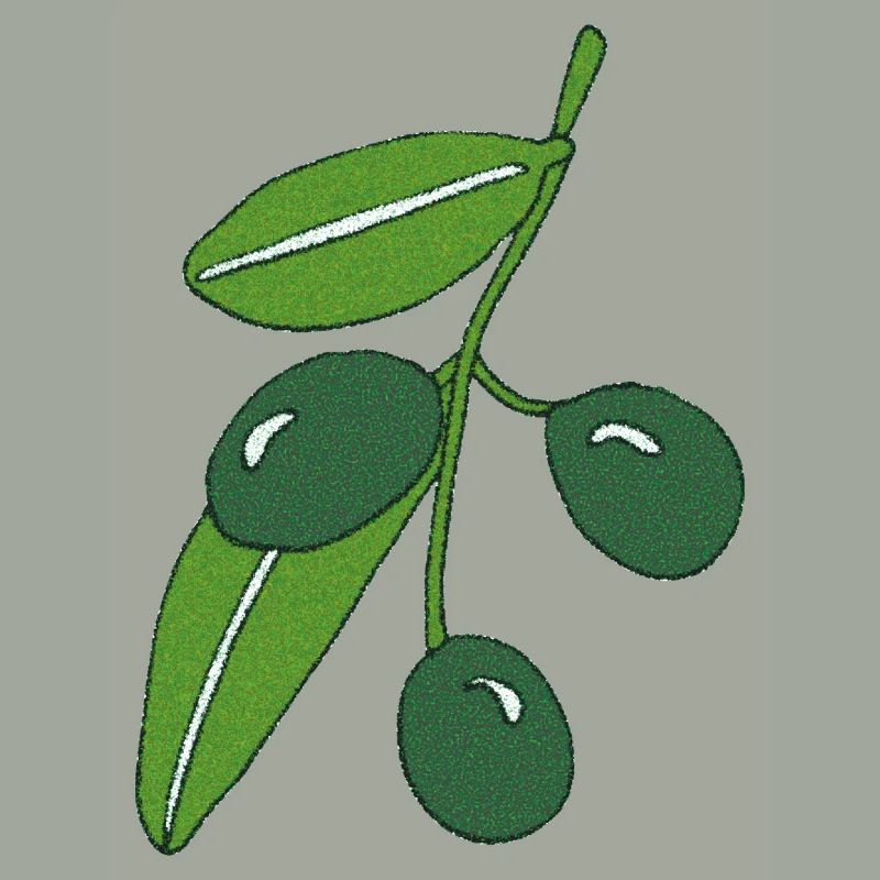 olive branch