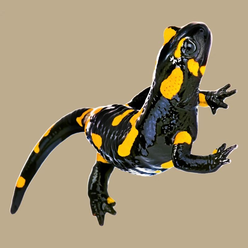 Feuersalamander
