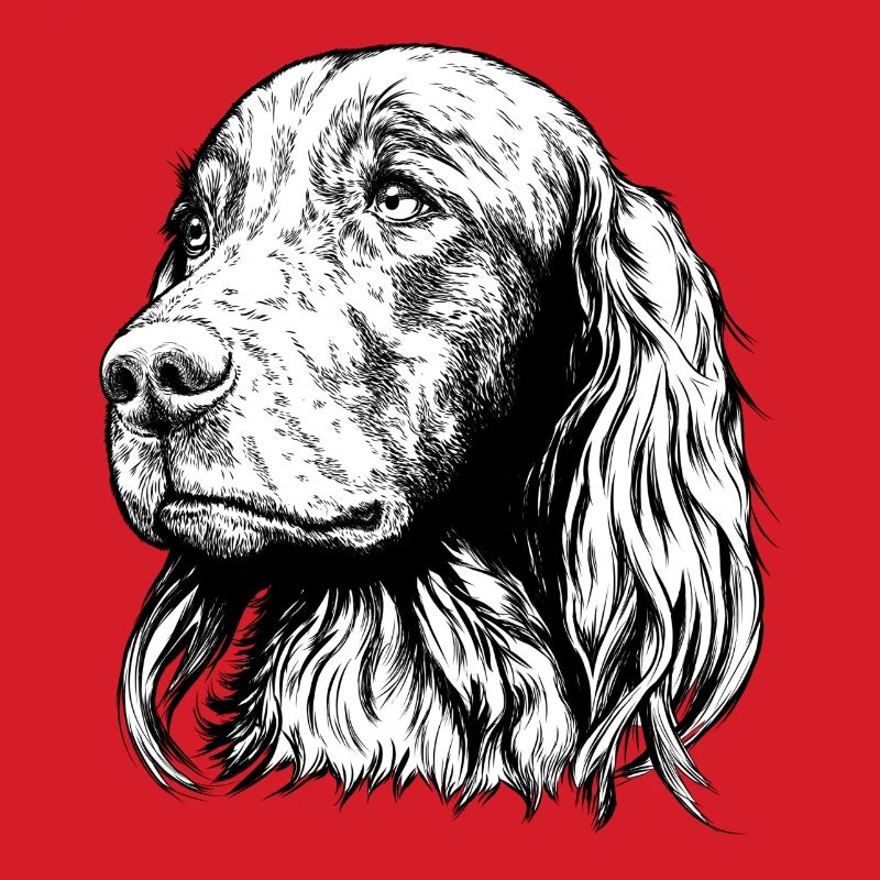 Irish Setter Portrait