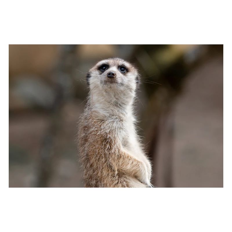 Meerkat (in german Erdmännchen) Suricata suricatta