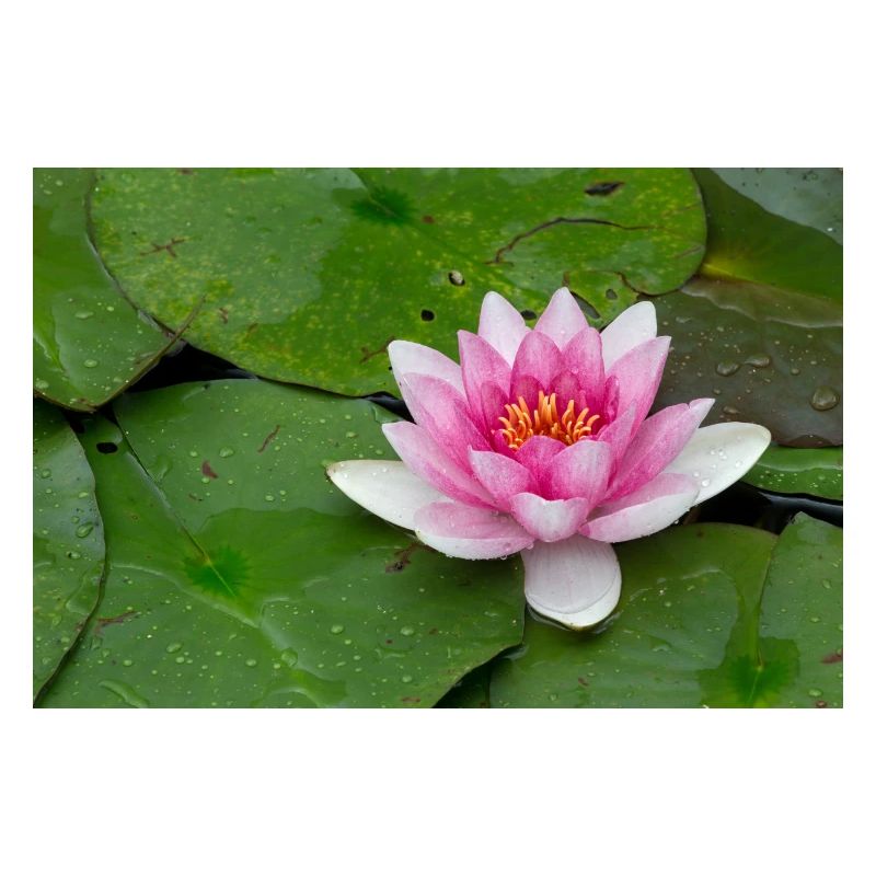 Nénuphar