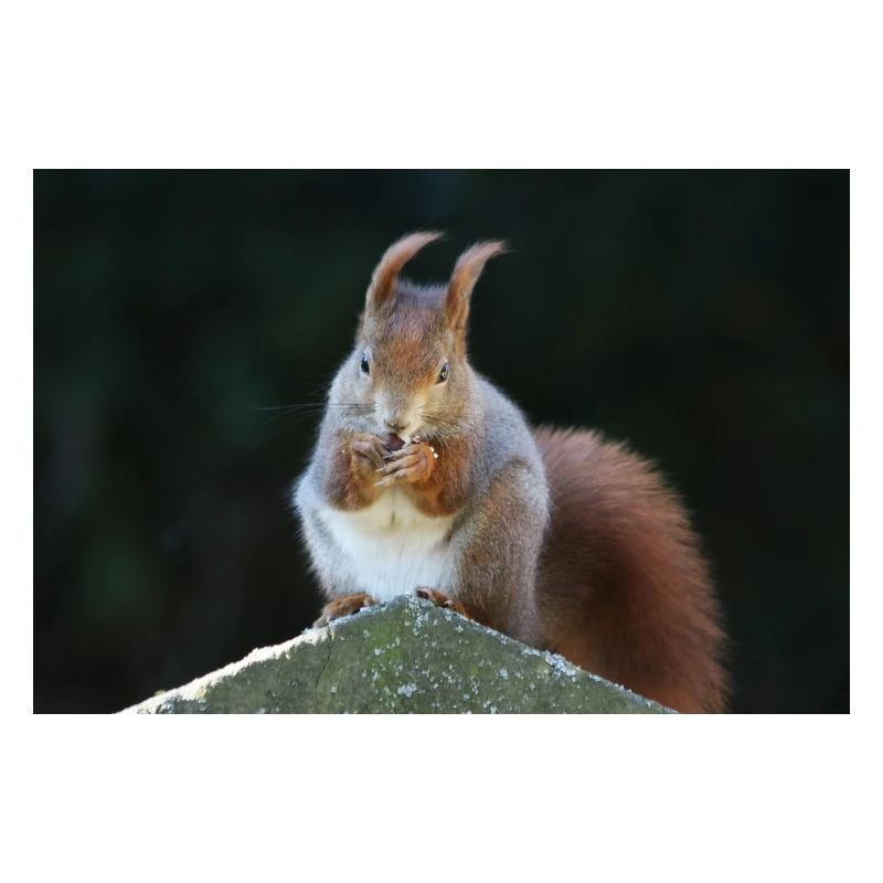 Eichhörnchen