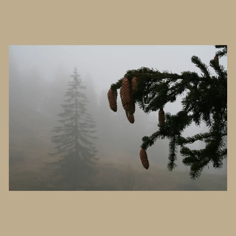 Cloud Forest Cone Magic / Feldberg