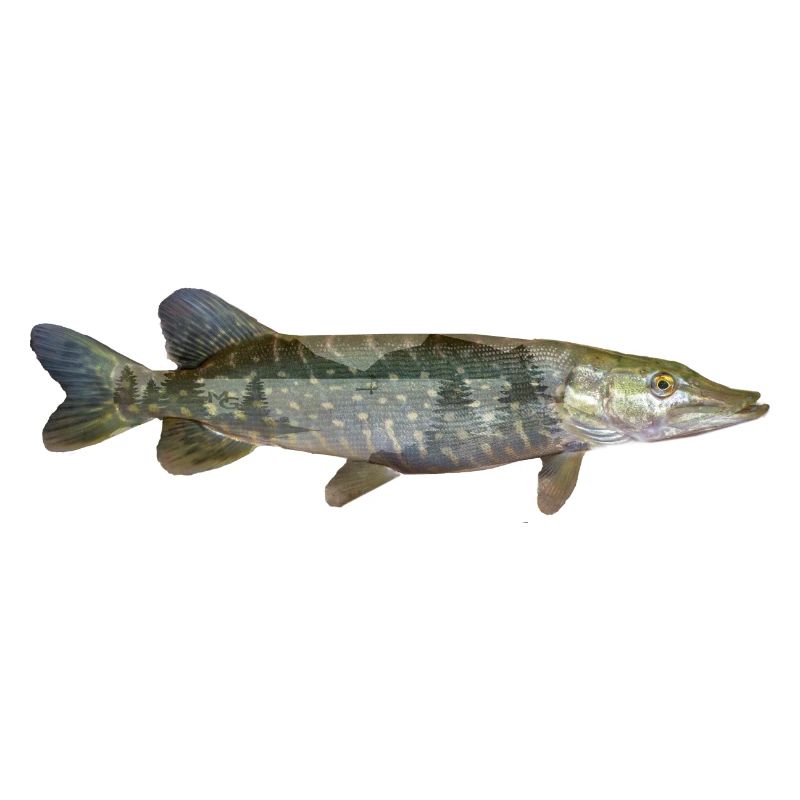 Pike