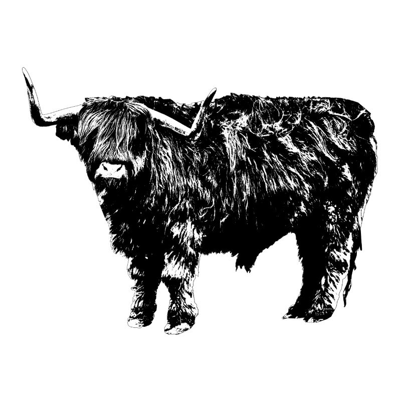 Highland Cattle