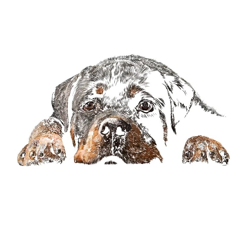 Rottweiler