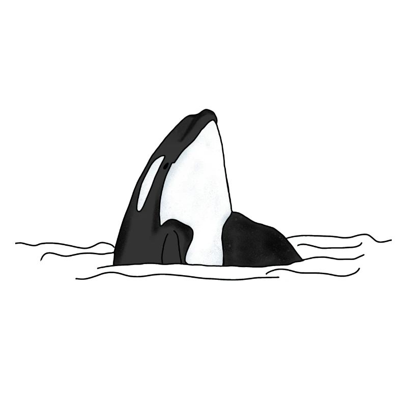 Orca