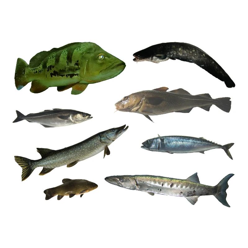 Pisces