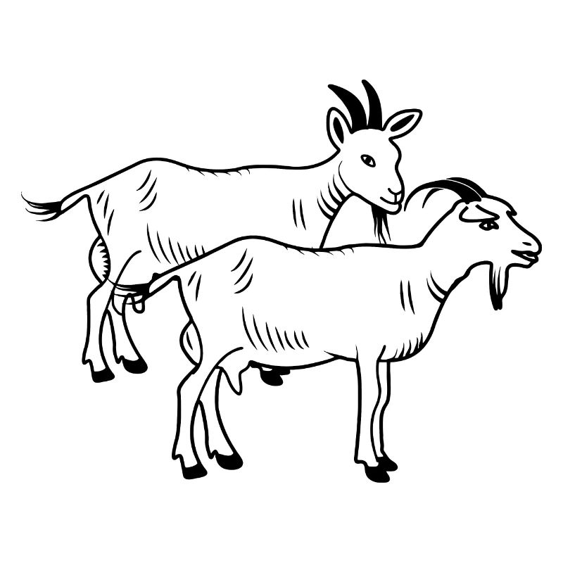 Chèvres blanches deux pièces