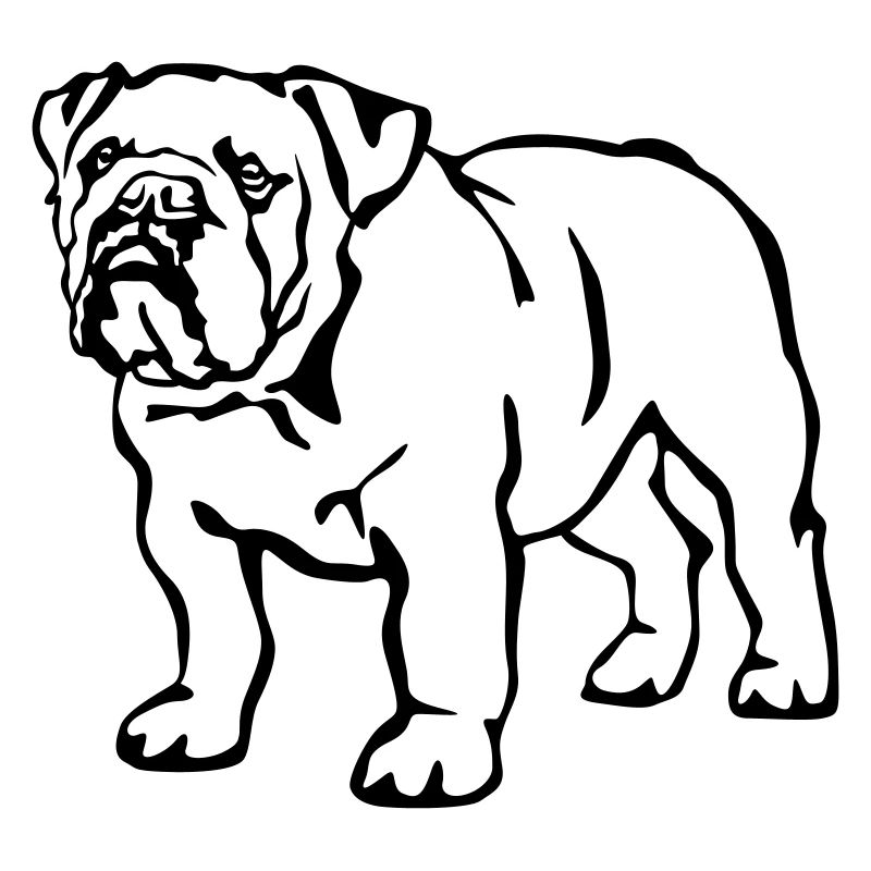 Englische Bulldogge