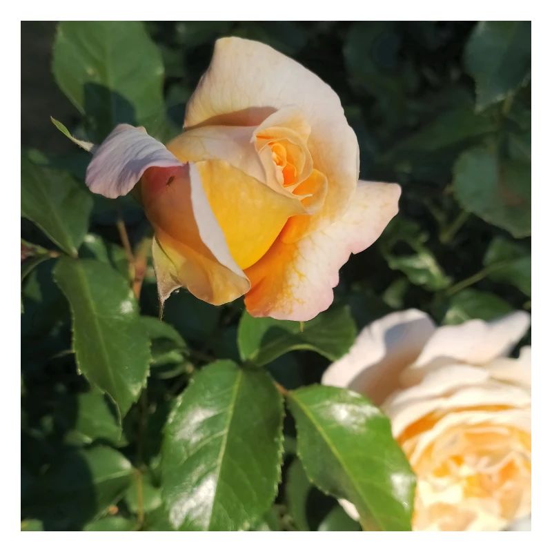 Delicate rosebud