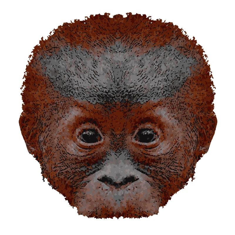 orangutan baby, affengesicht