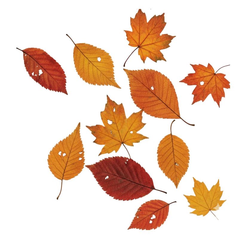 Herbstblätter ohne Rand
