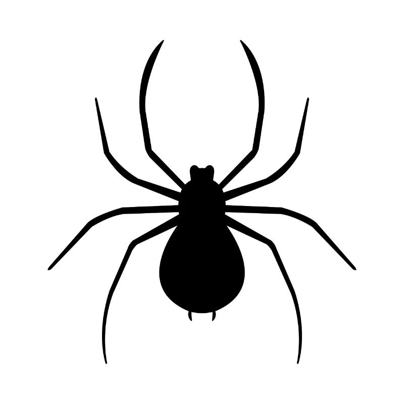 Spinne