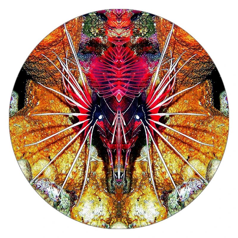 Créatures marines de la nature