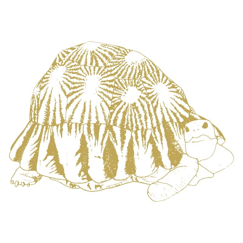 Illustrated designs with turtle