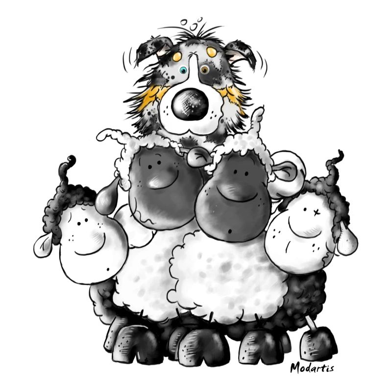 Australian Shepherd and sheep - Dog