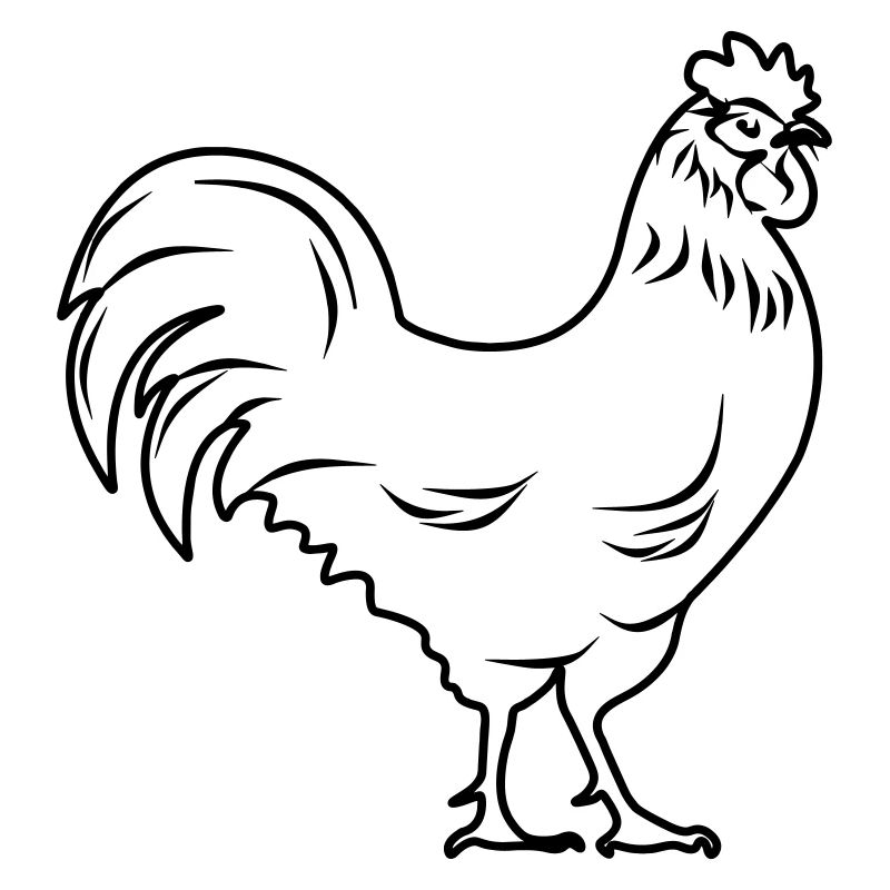 Rooster transparent
